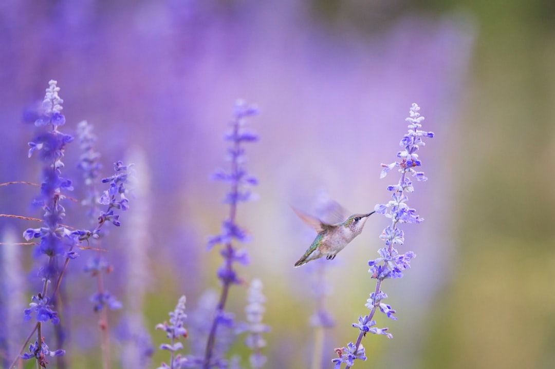 Photo Butterfree, wings